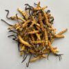 Cordyceps Sinensis Class 1