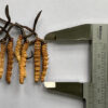 Cordyceps Sinensis Class 1 Scale