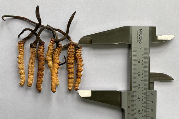 Cordyceps Sinensis Class 1 Scale