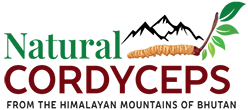 Natural Cordyceps from Bhutan